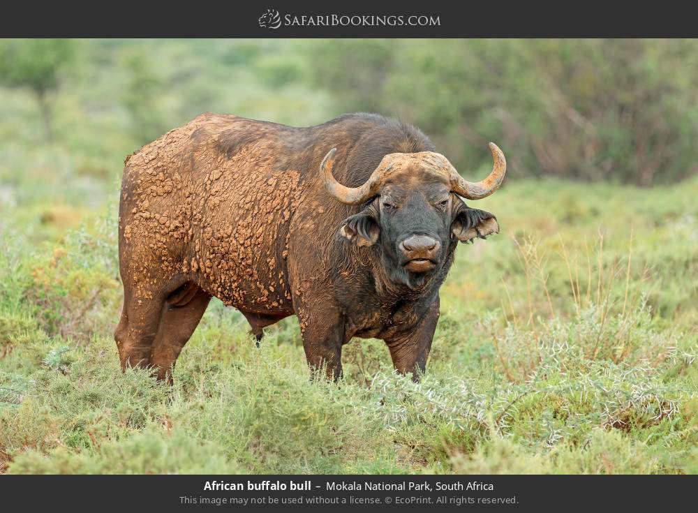 African buffalo bull in Mokala National Park, South Africa