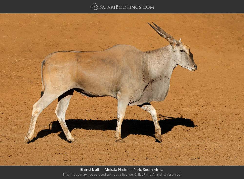 Eland bull in Mokala National Park, South Africa