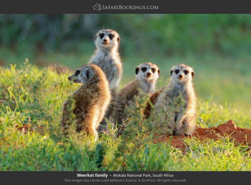 Meerkat family in Mokala National Park, South Africa