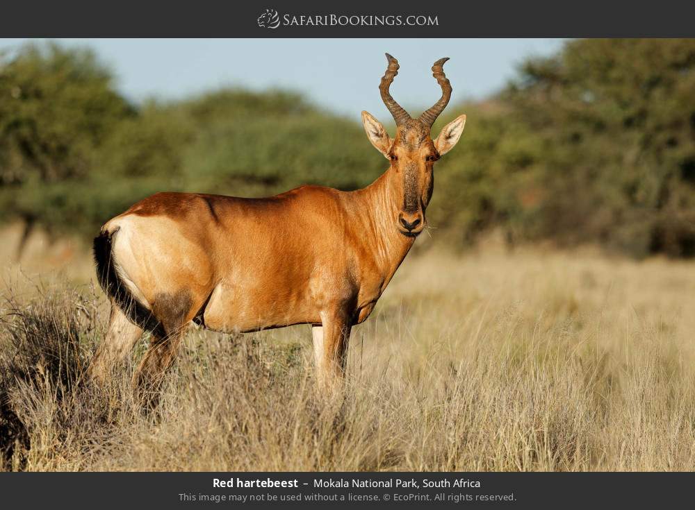 Red hartebeest in Mokala National Park, South Africa
