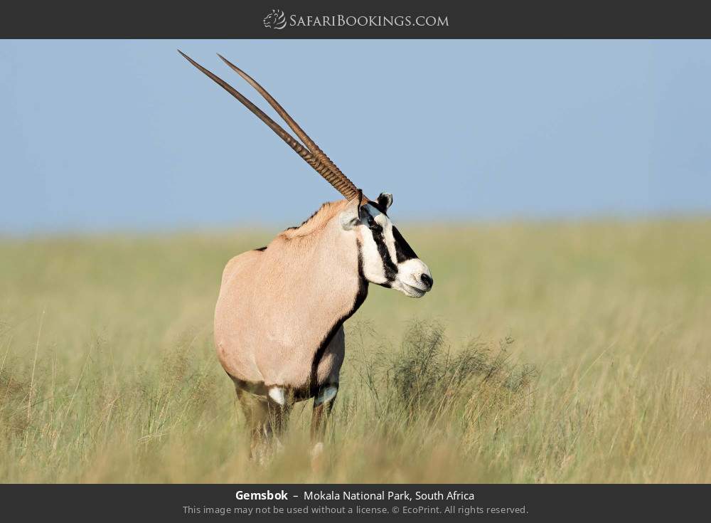 Gemsbok in Mokala National Park, South Africa