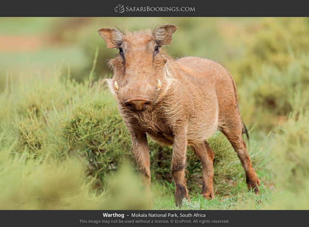 Warthog in Mokala National Park, South Africa