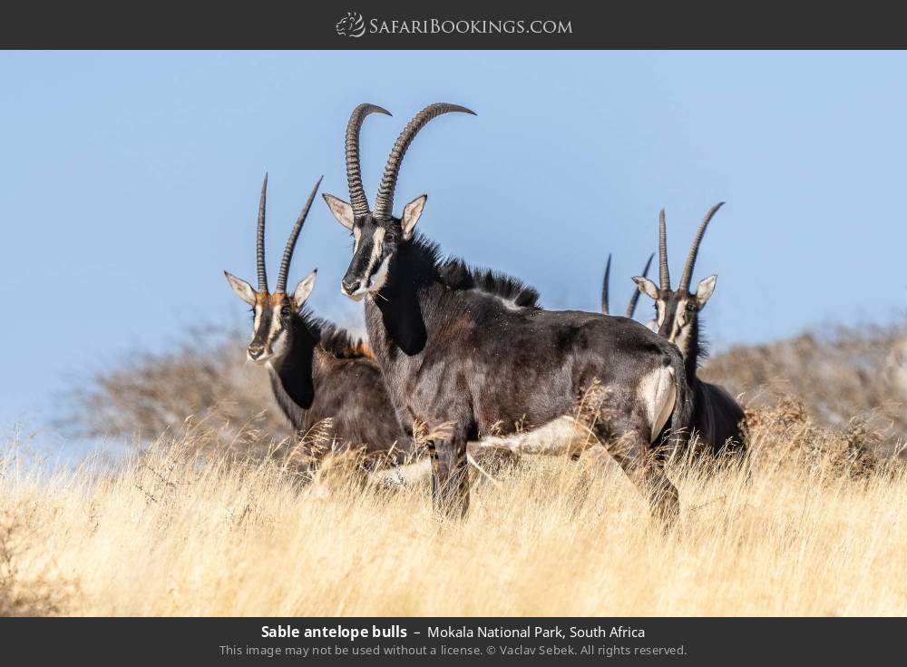 Sable antelope bulls in Mokala National Park, South Africa
