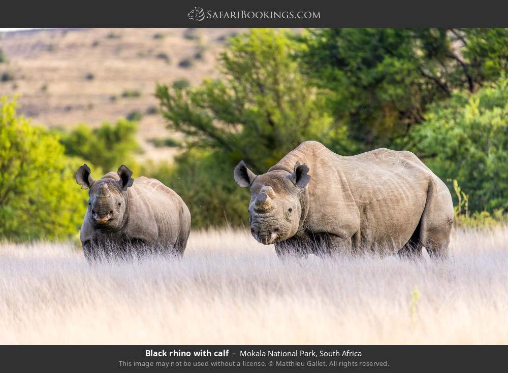 Black rhino with calf in Mokala National Park, South Africa