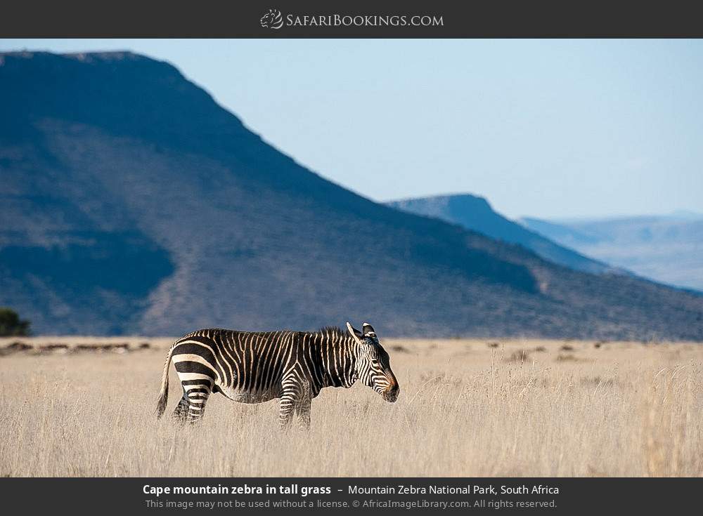 Cape mountain zebra in tall grass in Mountain Zebra National Park, South Africa