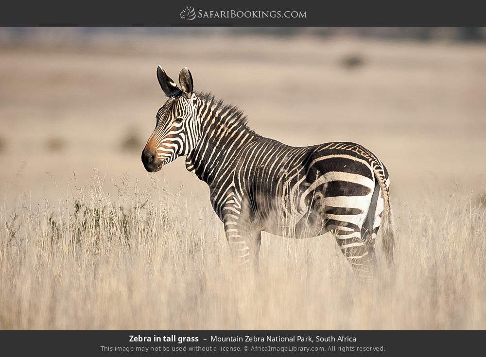 Zebra in tall grass in Mountain Zebra National Park, South Africa