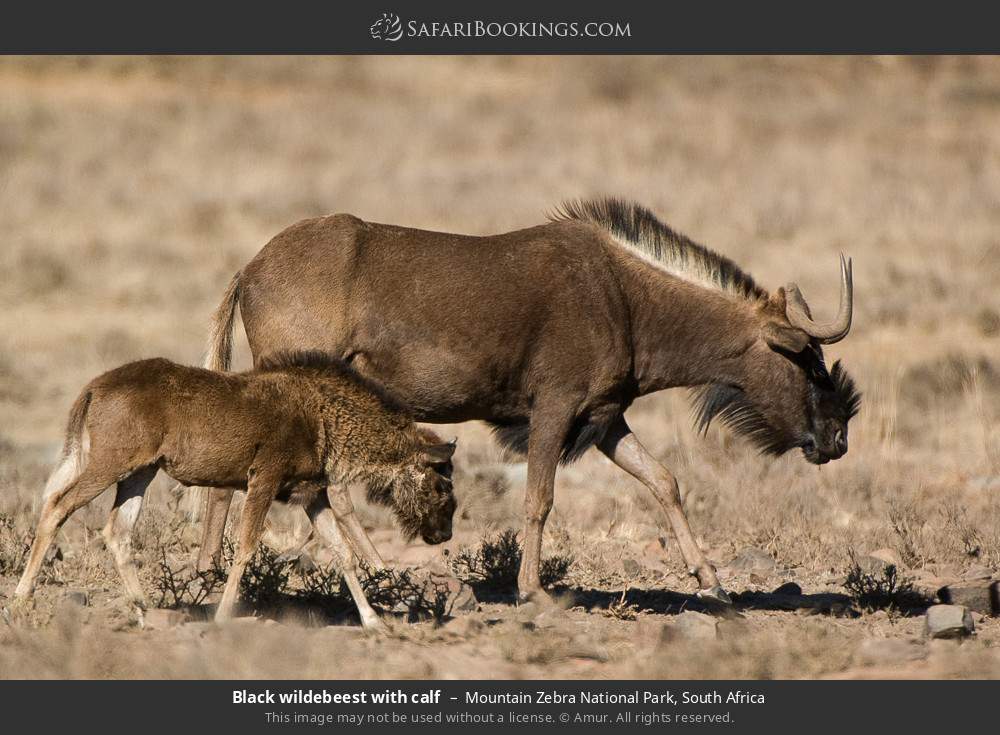 Black wildebeest with calf in Mountain Zebra National Park, South Africa