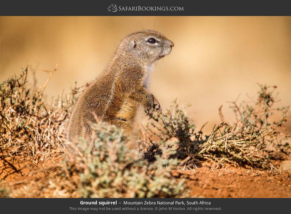 Ground squirrel in Mountain Zebra National Park, South Africa