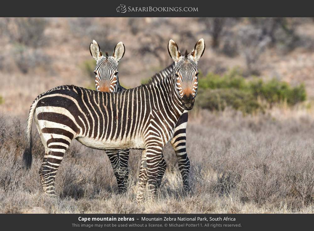 Cape mountain zebras in Mountain Zebra National Park, South Africa