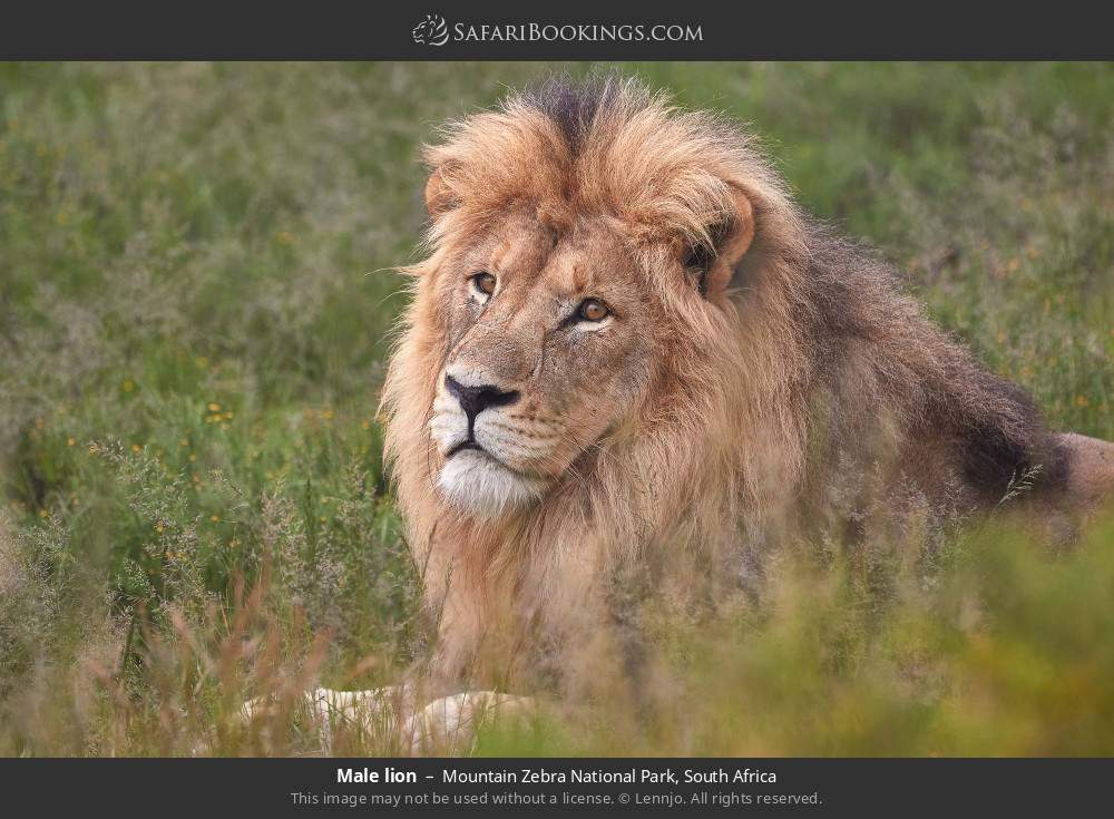 Male lion in Mountain Zebra National Park, South Africa
