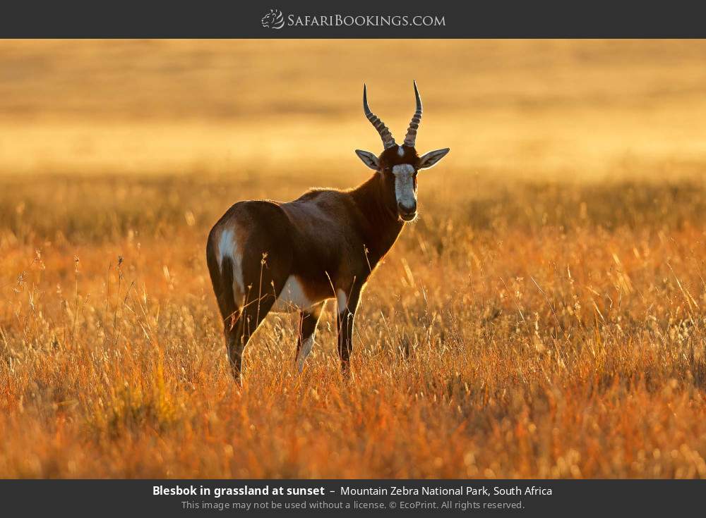 Blesbok in grassland at sunset in Mountain Zebra National Park, South Africa