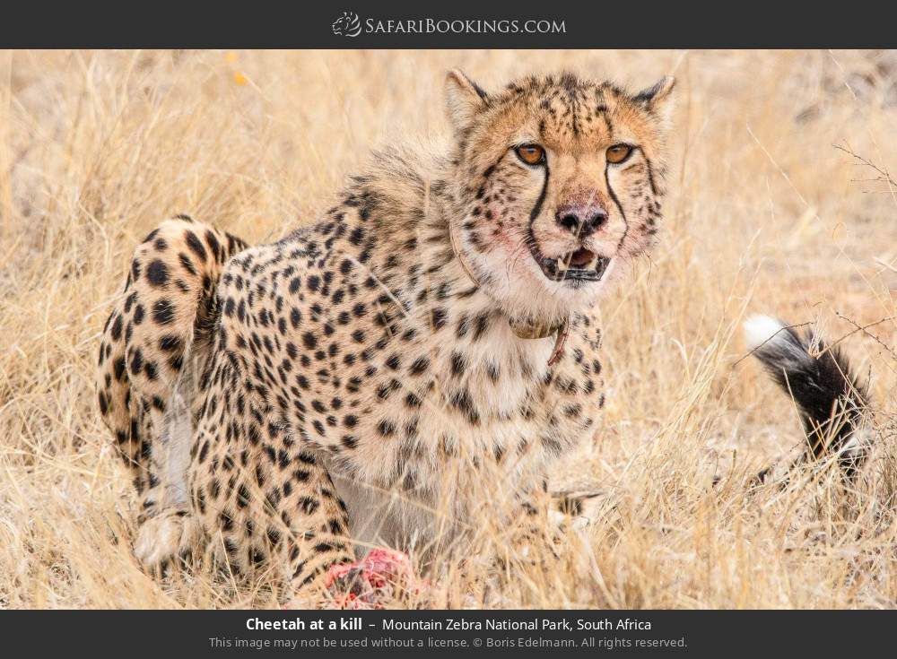 Cheetah at a kill in Mountain Zebra National Park, South Africa