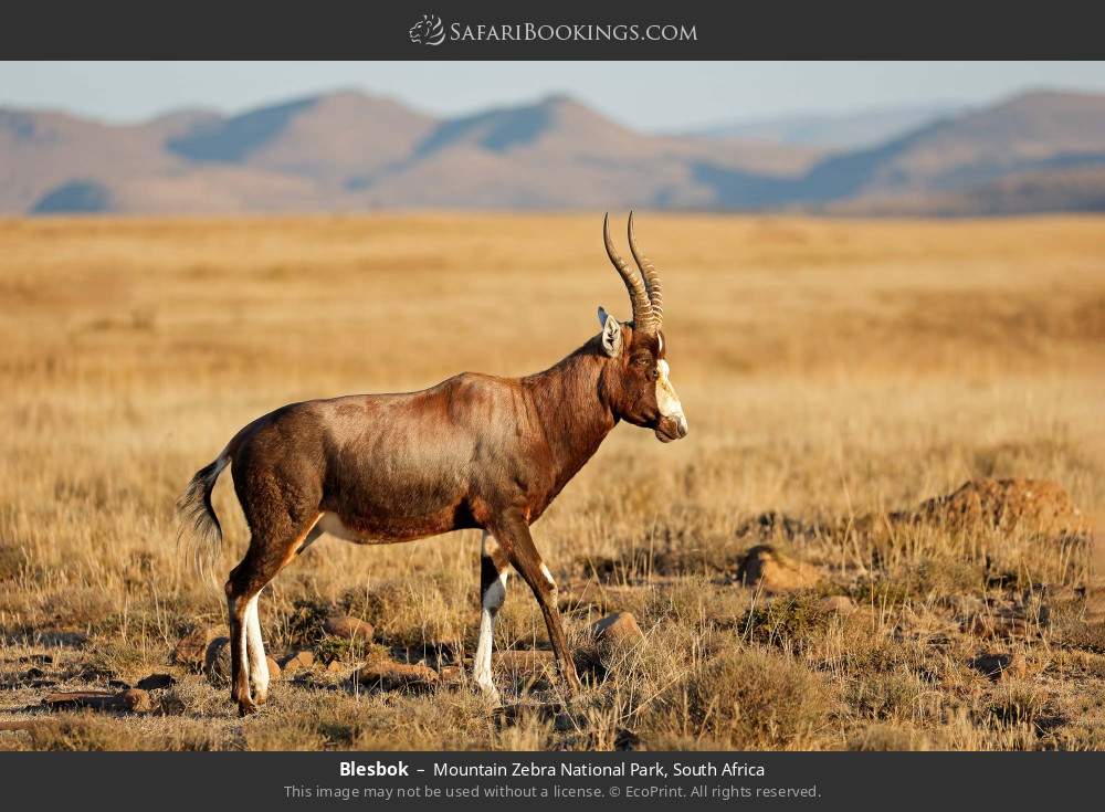 Blesbok in Mountain Zebra National Park, South Africa