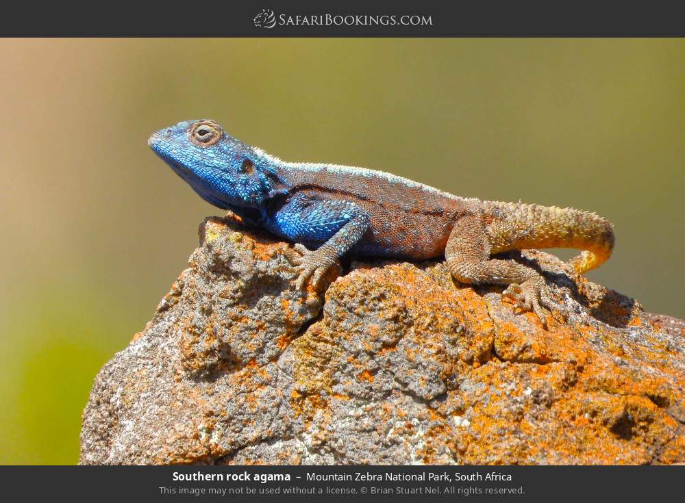 Southern rock agama in Mountain Zebra National Park, South Africa