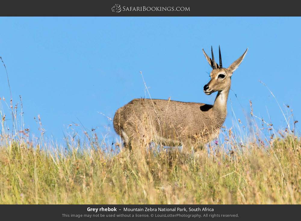 Grey rhebok in Mountain Zebra National Park, South Africa