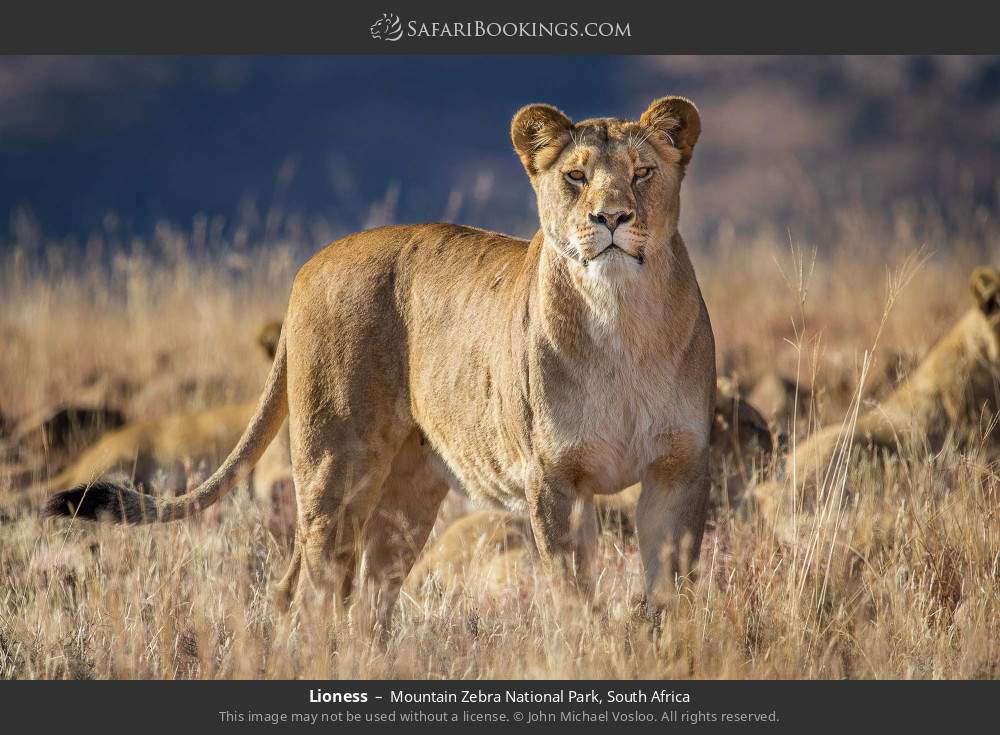 Lioness in Mountain Zebra National Park, South Africa