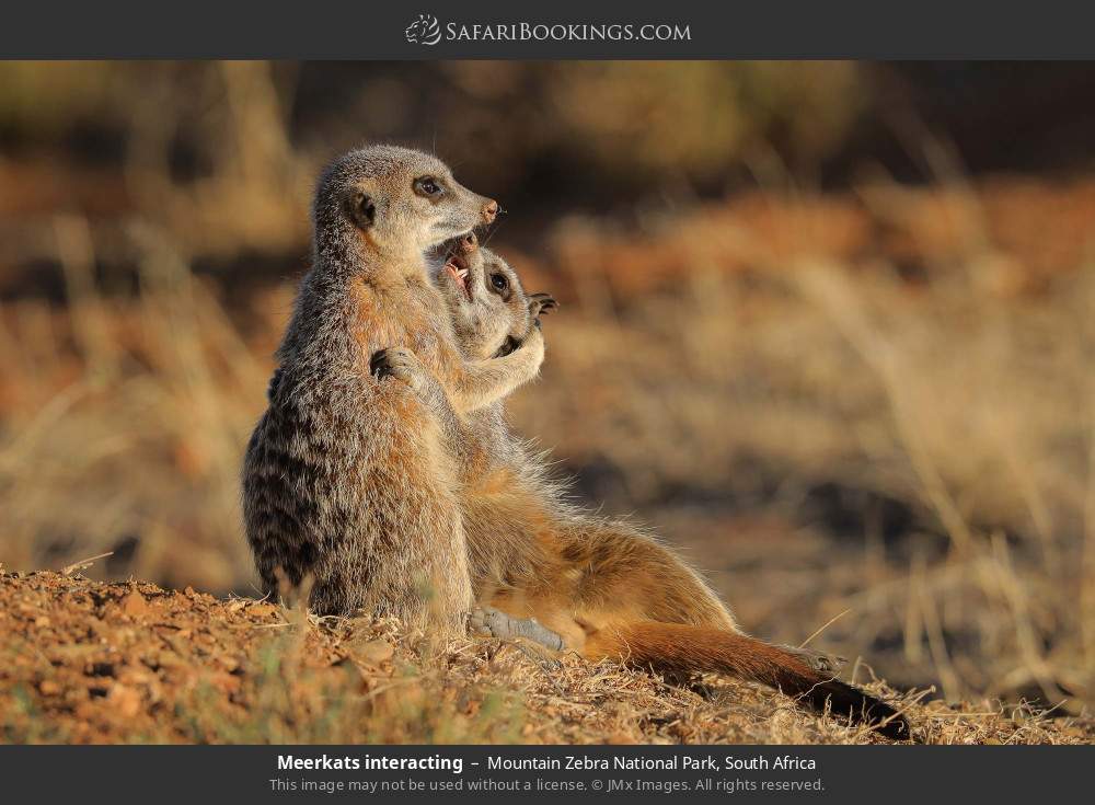 Meerkats interacting in Mountain Zebra National Park, South Africa