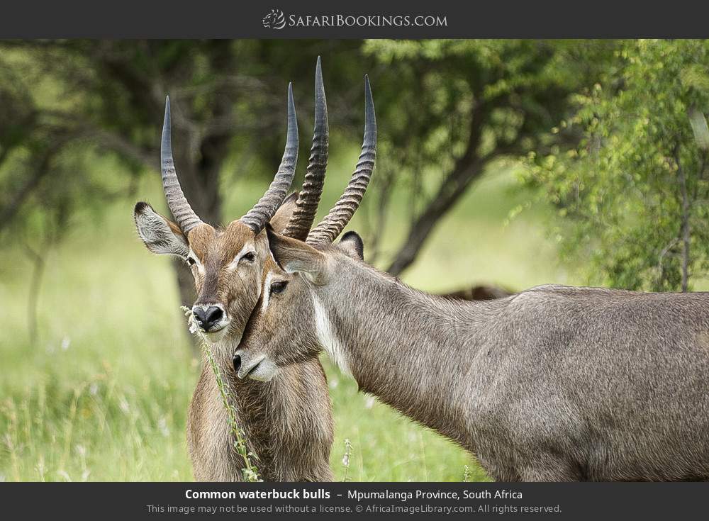 Common waterbuck bulls in Mpumalanga Province, South Africa