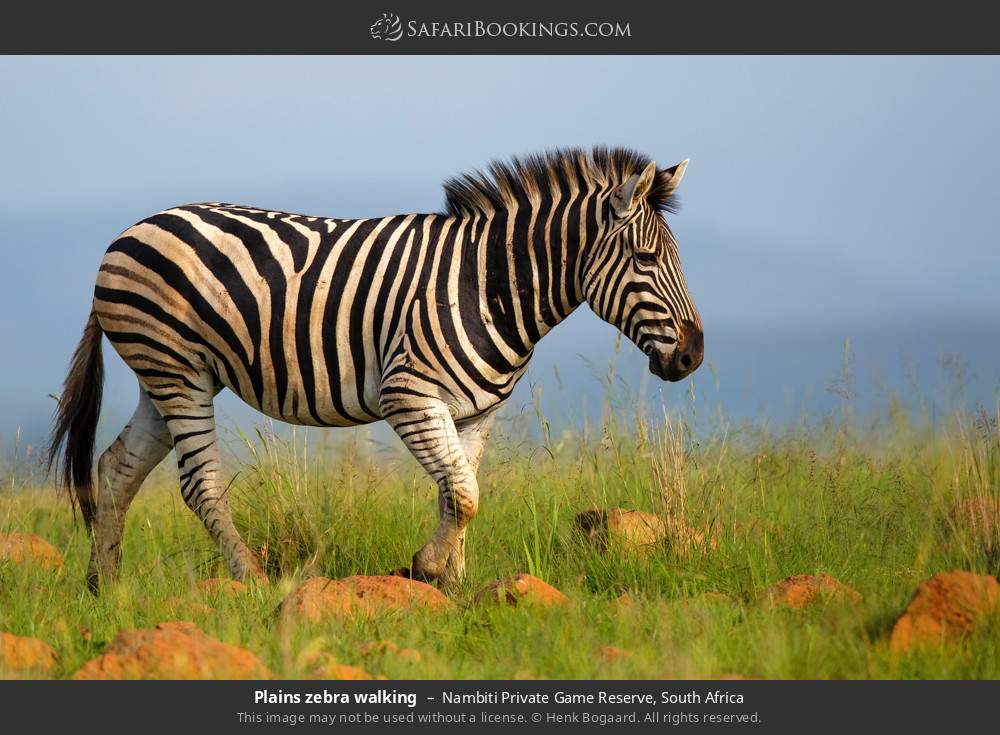 Plains zebra walking in Nambiti Private Game Reserve, South Africa