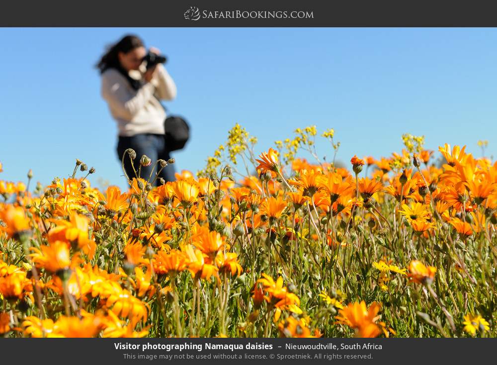 Visitor photographing Namaqua daisies in Nieuwoudtville, South Africa