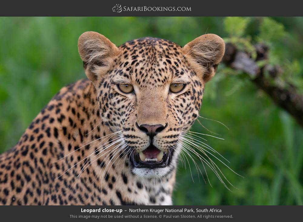 Close-up of a leopard in Northern Kruger National Park, South Africa