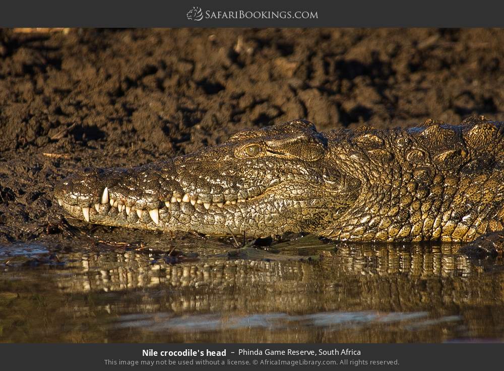 Nile crocodile's head in Phinda Game Reserve, South Africa
