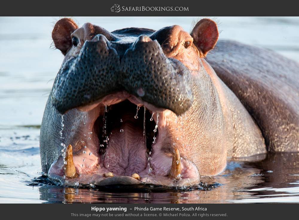 Hippo yawning in Phinda Game Reserve, South Africa