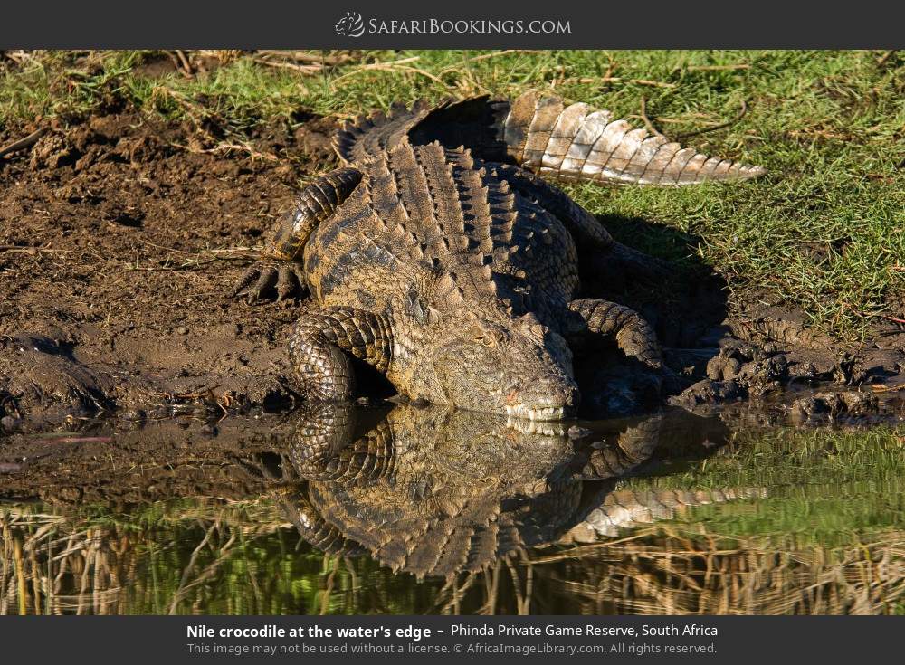 Nile crocodile at the water's edge in Phinda Private Game Reserve, South Africa