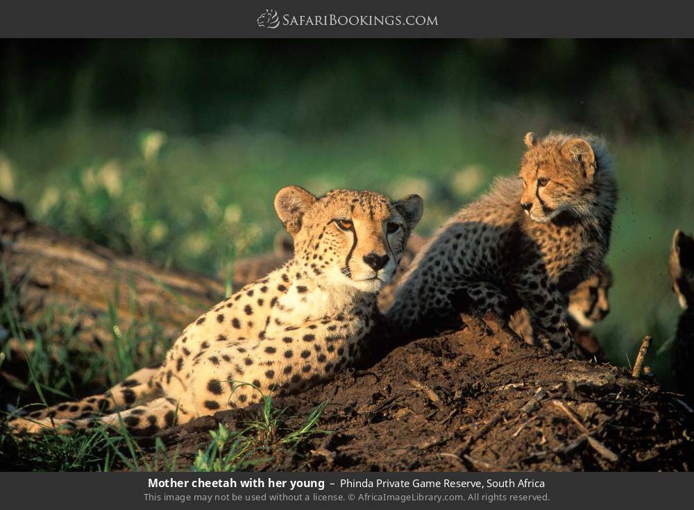 Mother cheetah with her young in Phinda Private Game Reserve, South Africa