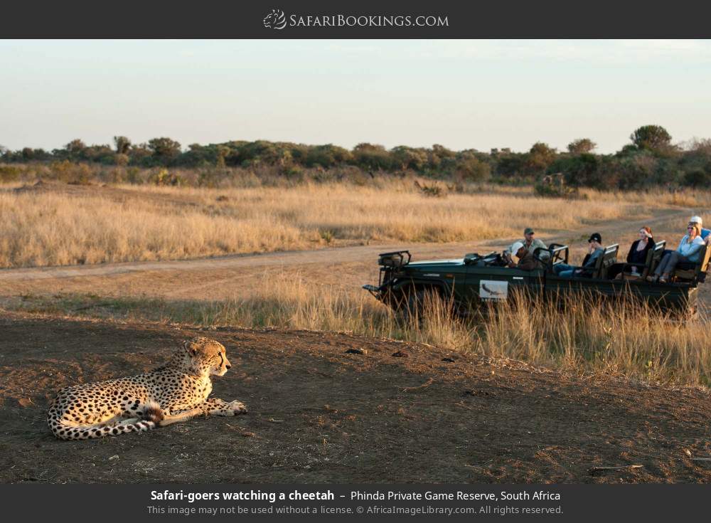 Safari-goers watching a cheetah in Phinda Private Game Reserve, South Africa