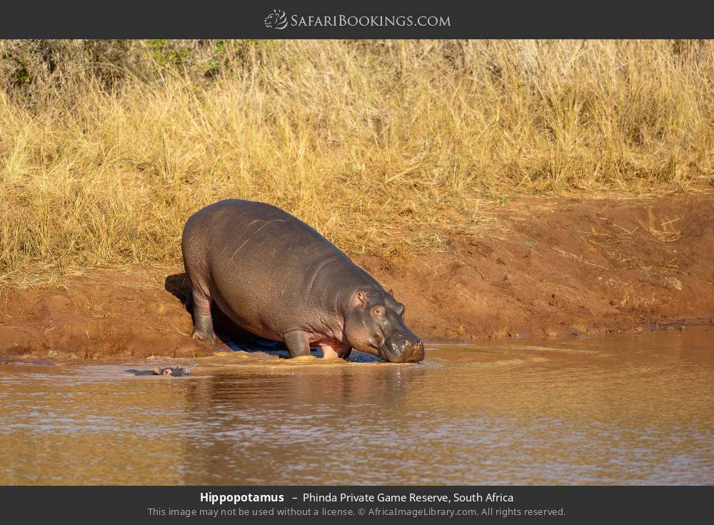 Hippopotamus  in Phinda Private Game Reserve, South Africa