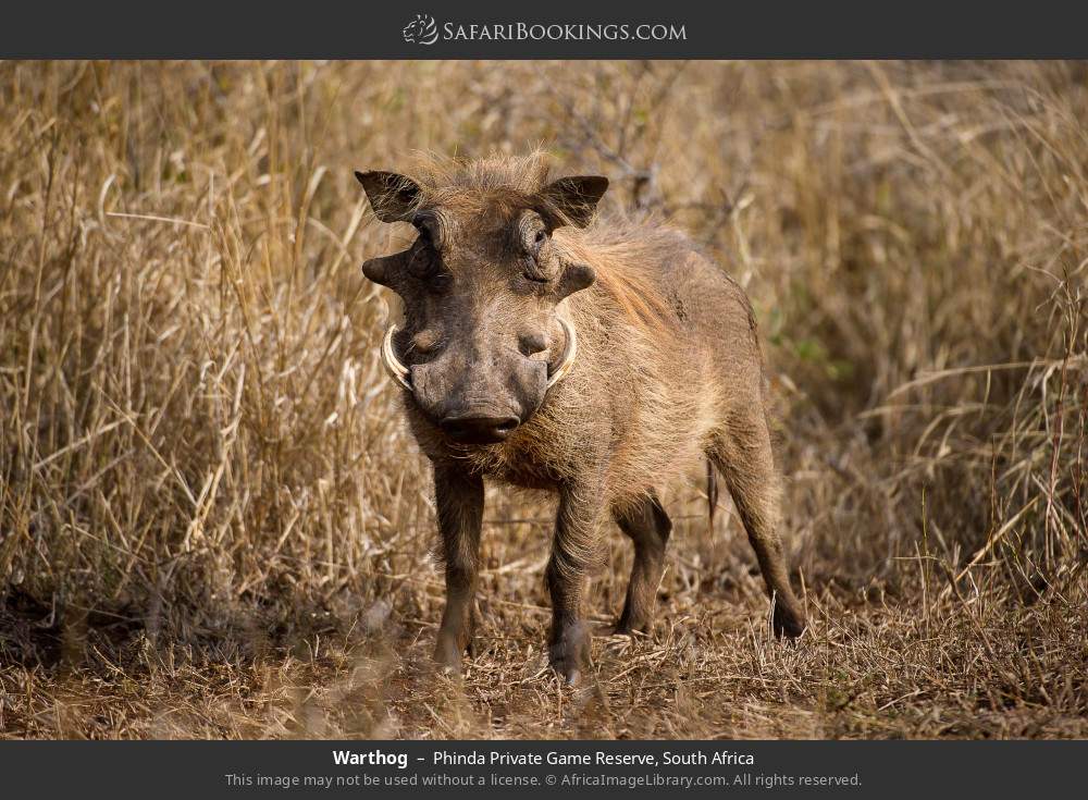 Warthog in Phinda Private Game Reserve, South Africa