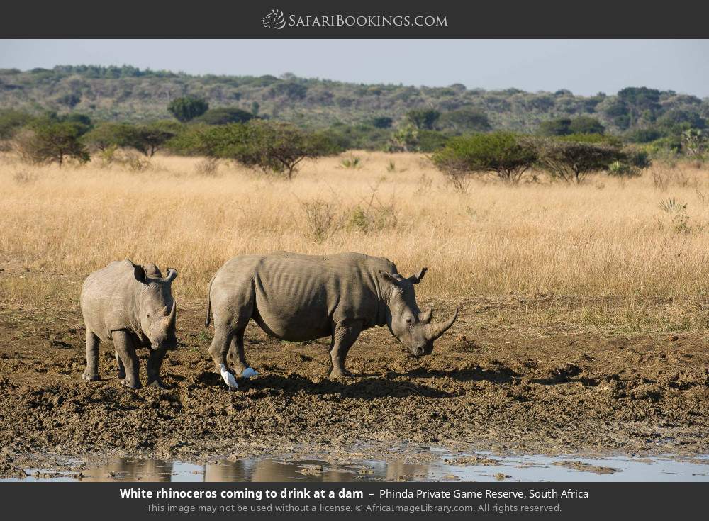 White rhinoceros coming to drink at a dam in Phinda Private Game Reserve, South Africa