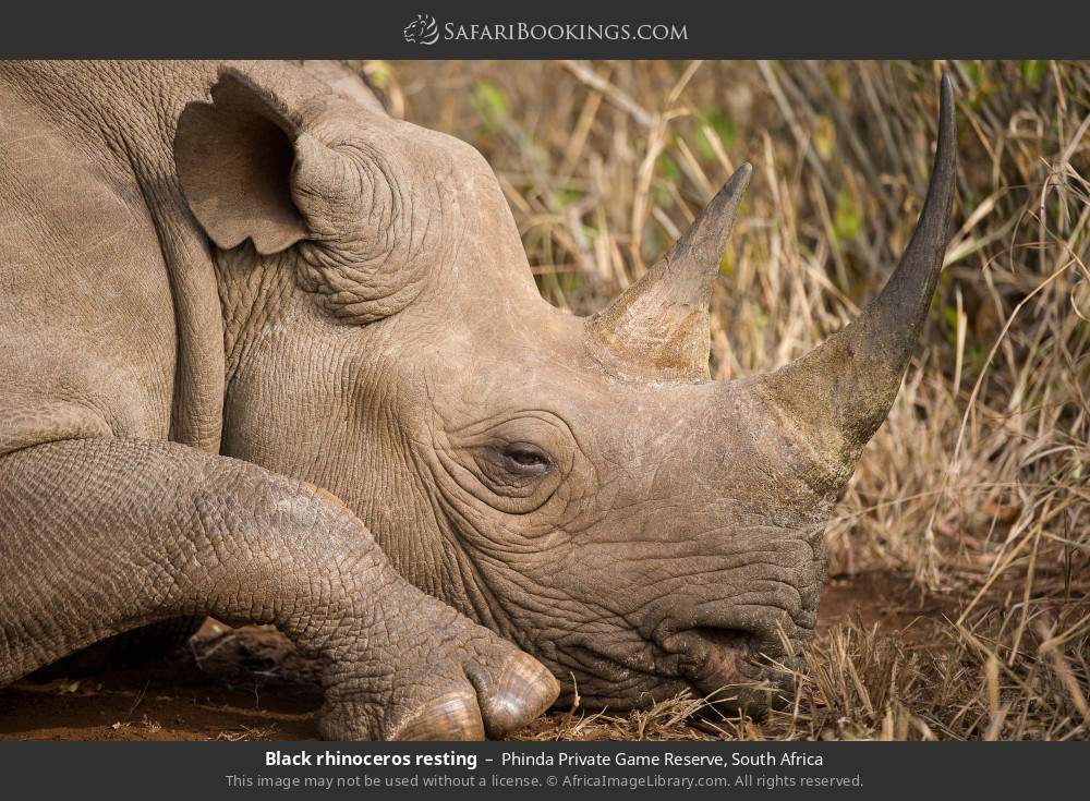 Black rhinoceros resting in Phinda Private Game Reserve, South Africa