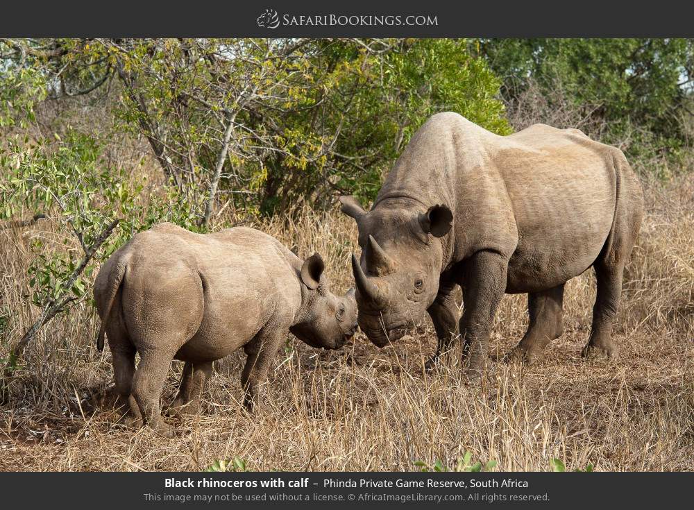 Black rhinoceros with calf in Phinda Private Game Reserve, South Africa