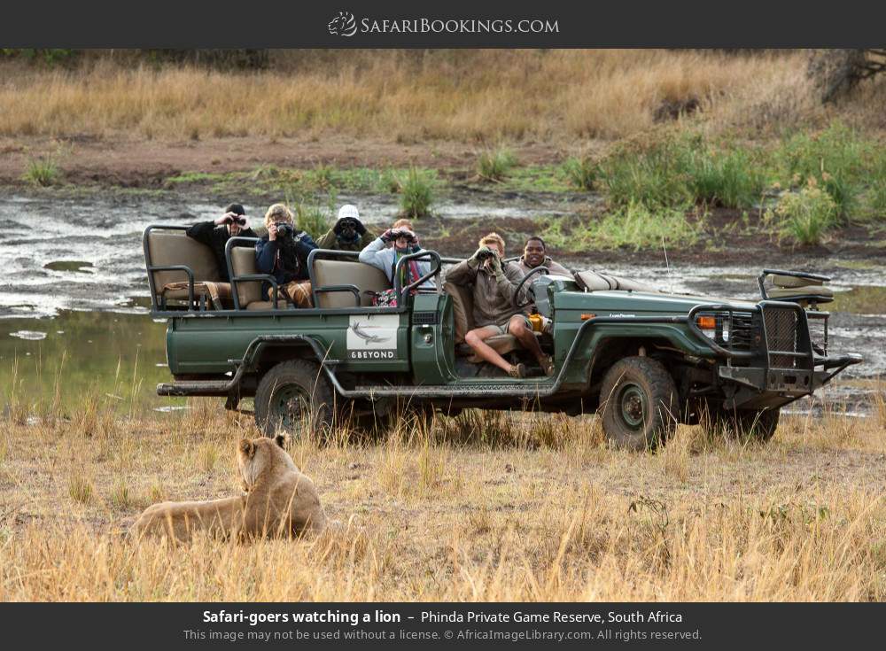 Safari-goers watching a lion in Phinda Private Game Reserve, South Africa
