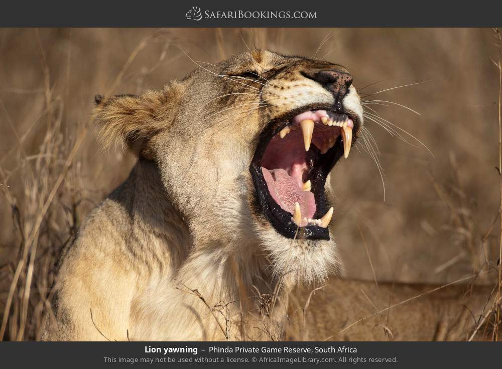 Lion yawning in Phinda Private Game Reserve, South Africa
