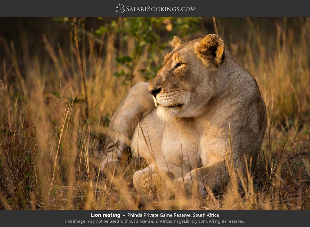 Lion resting in Phinda Private Game Reserve, South Africa