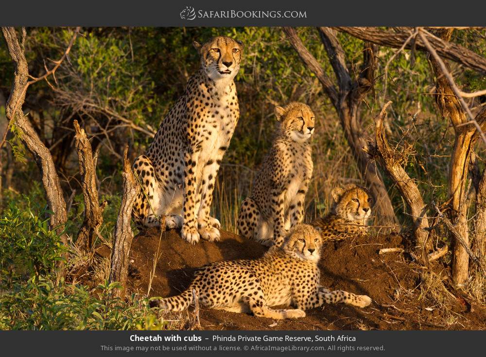Cheetah with cubs in Phinda Private Game Reserve, South Africa