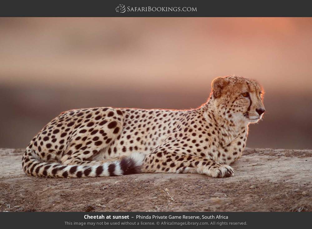 Cheetah at sunset in Phinda Private Game Reserve, South Africa