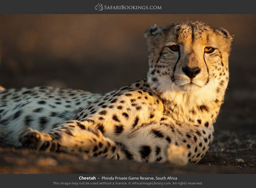 Cheetah in Phinda Private Game Reserve, South Africa
