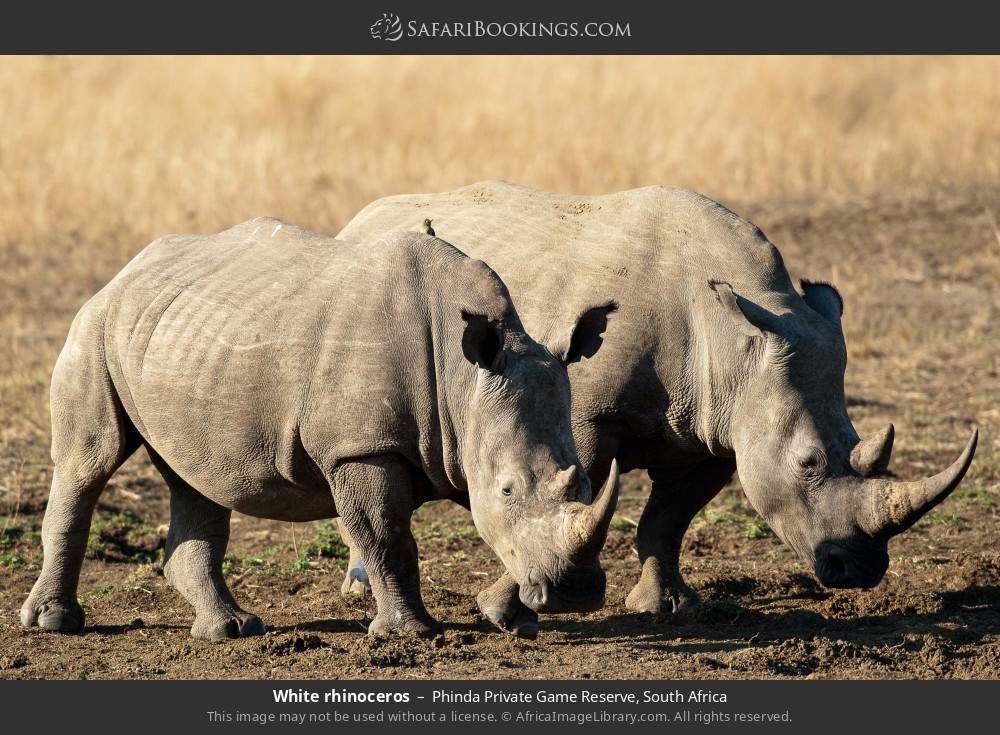 White rhinoceros in Phinda Private Game Reserve, South Africa