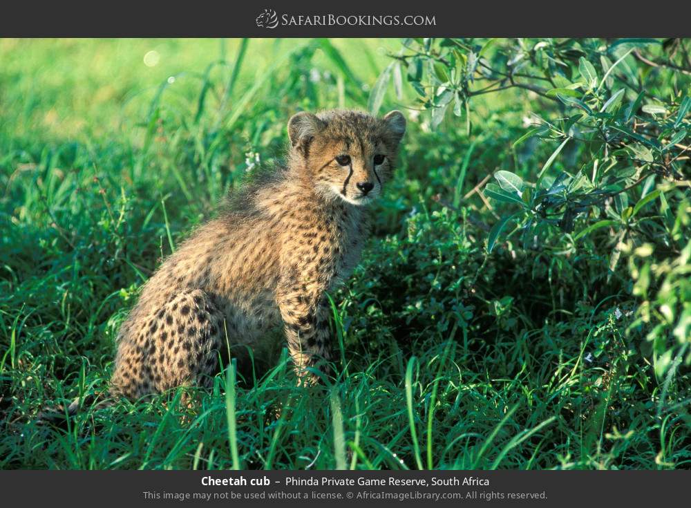 Cheetah cub in Phinda Private Game Reserve, South Africa