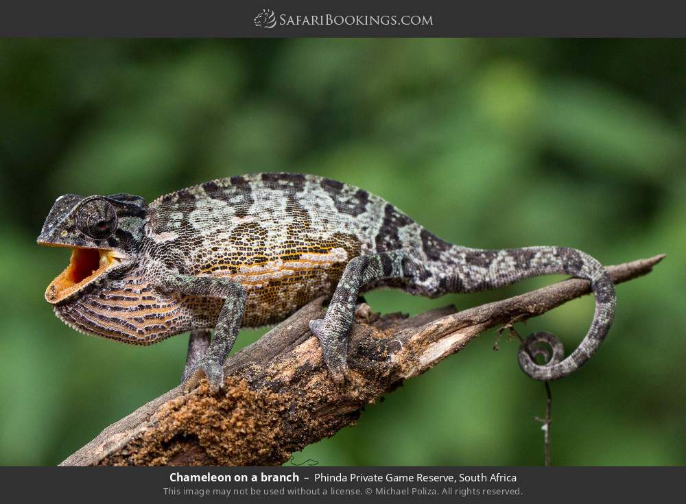 Chameleon on a branch in Phinda Private Game Reserve, South Africa