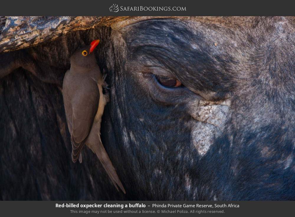 Red-billed oxpecker cleaning a buffalo in Phinda Private Game Reserve, South Africa