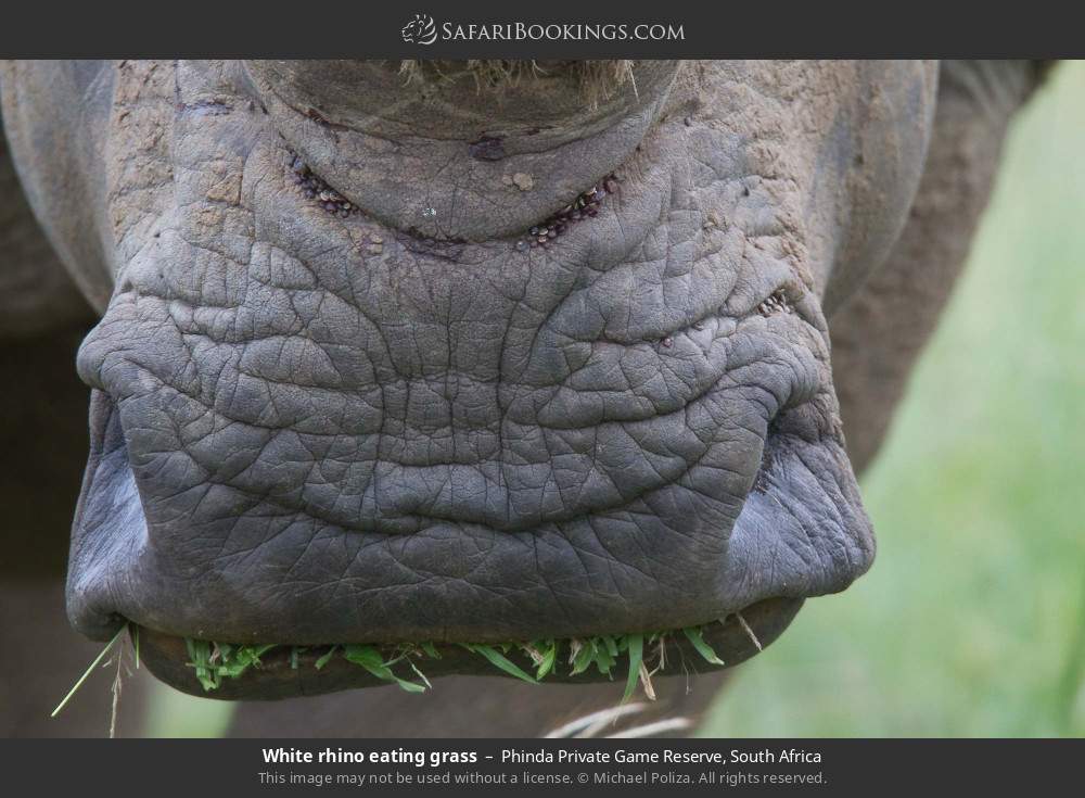 White rhino eating grass in Phinda Private Game Reserve, South Africa