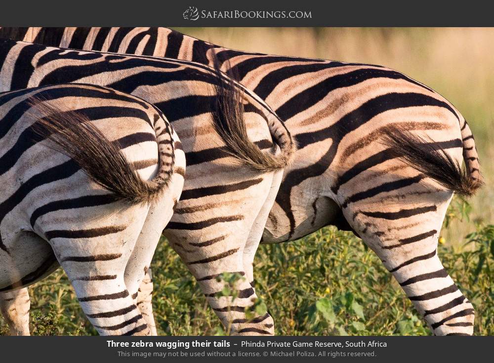 Three zebra wagging their tails in Phinda Private Game Reserve, South Africa