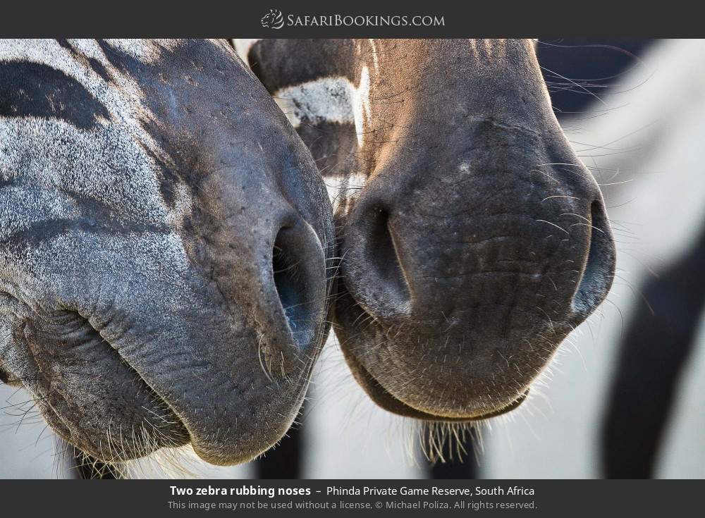 Two zebra rubbing noses in Phinda Private Game Reserve, South Africa