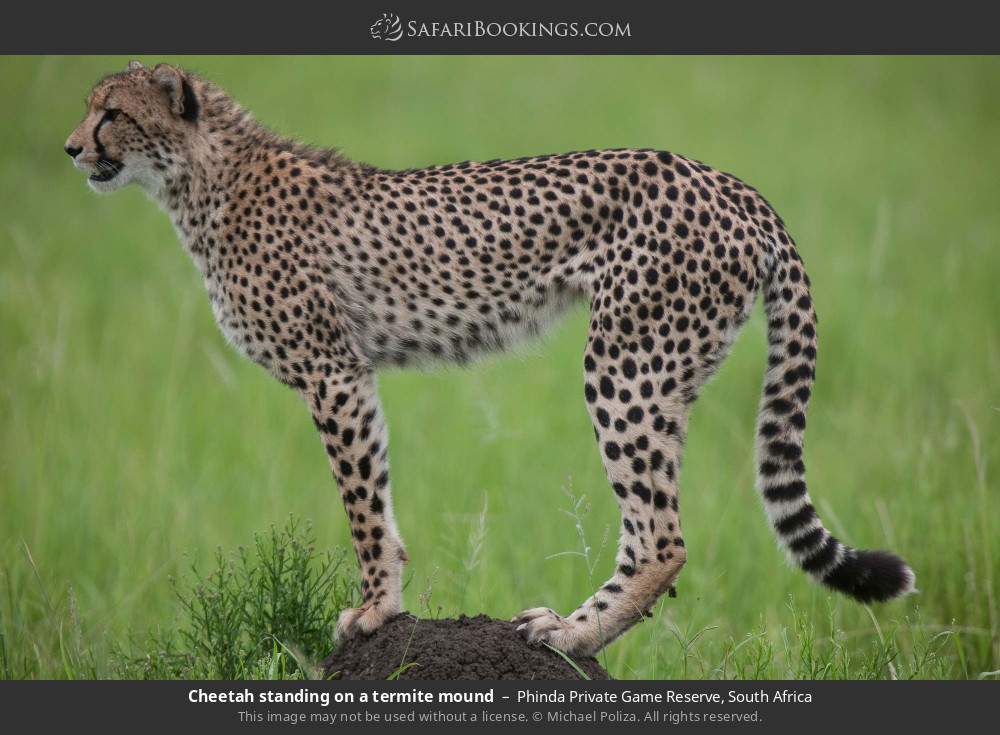 Cheetah standing on a termite mound in Phinda Private Game Reserve, South Africa