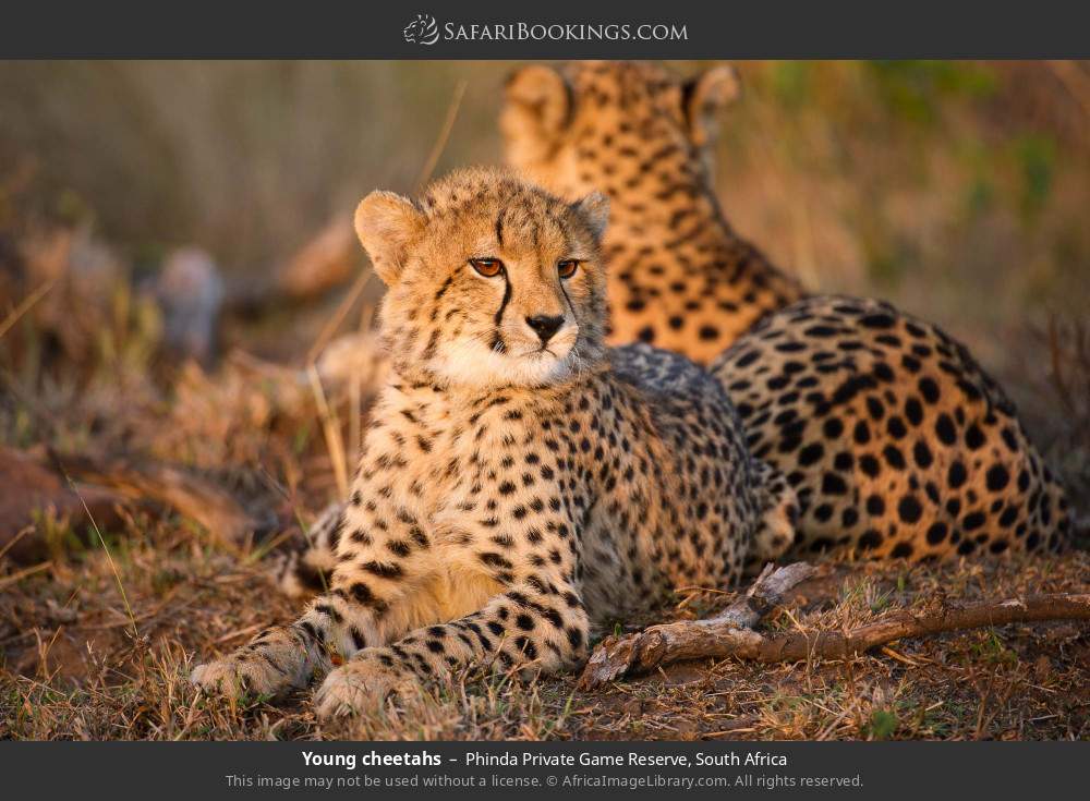 Young cheetahs in Phinda Private Game Reserve, South Africa